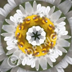 Daisy & Bees Flower Mandala